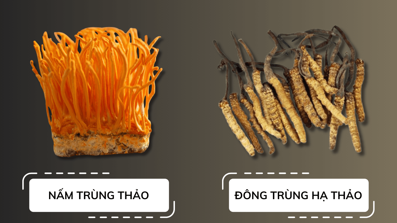 Nấm trùng thảo có vòng đời ngắn hơn so với đông trùng hạ thảo tự nhiên