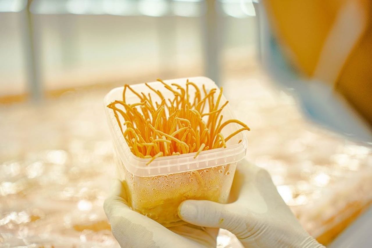 nguồn gốc nấm trùng thảo 05