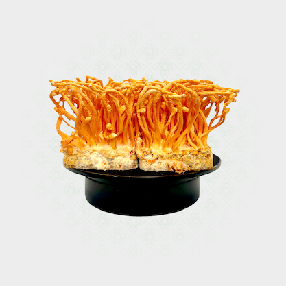 Nấm trùng thảo tươi Nucamus 24 hộp