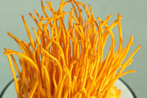 nấm đông trùng hạ thảo