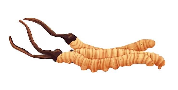 CÔNG DỤNG CỦA ĐÔNG TRÙNG HẠ THẢO