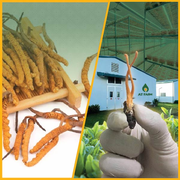 Nấm Trùng Thảo Được Nuôi Trồng Ở Việt Nam Khác Gì Với Đông Trùng Hạ Thảo