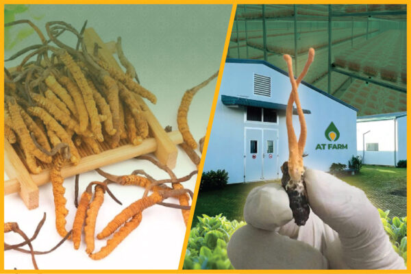 Nấm Trùng Thảo Được Nuôi Trồng Ở Việt Nam Khác Gì Với Đông Trùng Hạ Thảo