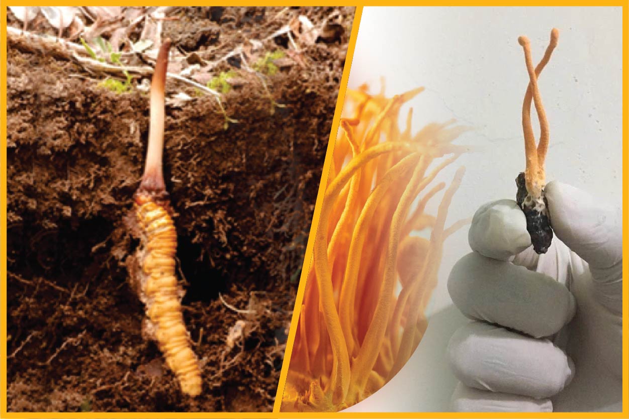 Nấm Trùng Thảo Được Nuôi Trồng Ở Việt Nam Khác Gì Với Đông Trùng Hạ Thảo