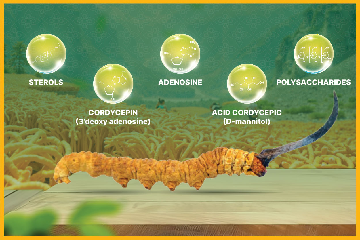 Các Thành Phần Dưỡng Chất Của Đông Trùng Hạ Thảo