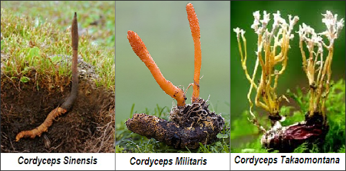 3 Loại Nấm Trùng Thảo