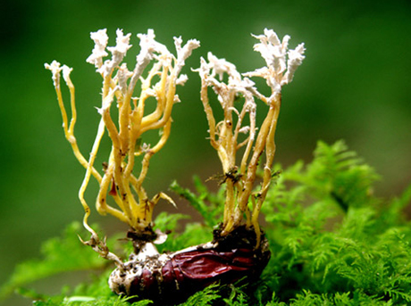 3 Loại Nấm Trùng Thảo