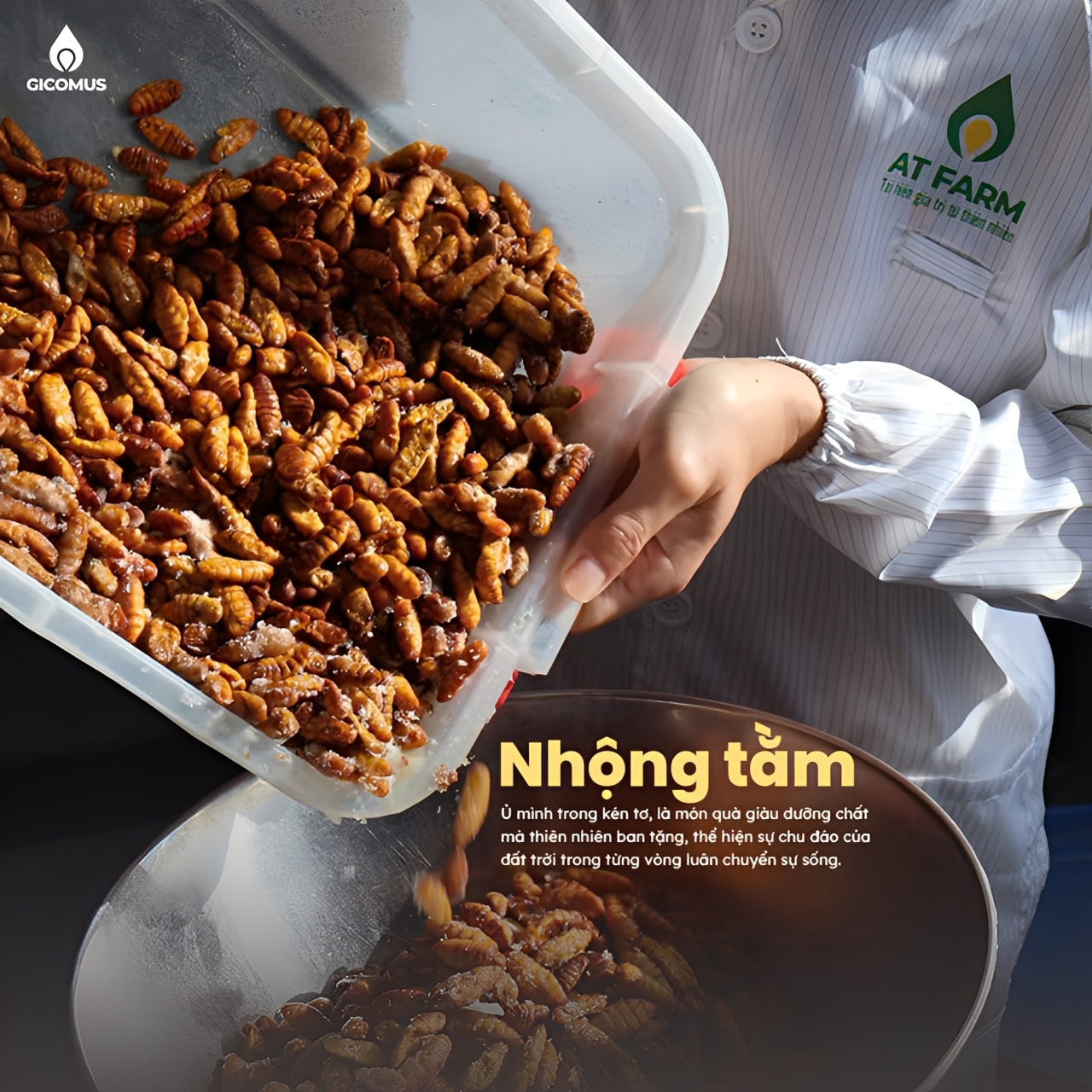 Món quà sức khoẻ từ gicomus