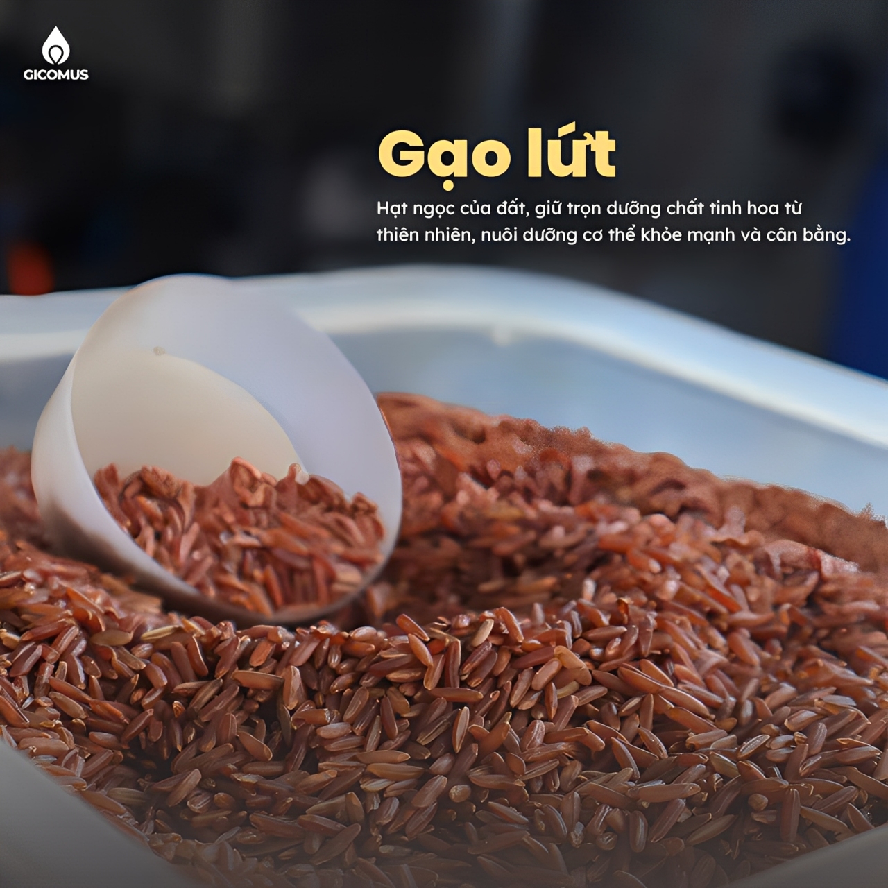 Những Điều Giản Đơn Tạo Nên Nấm Trùng Thảo GICOMUS