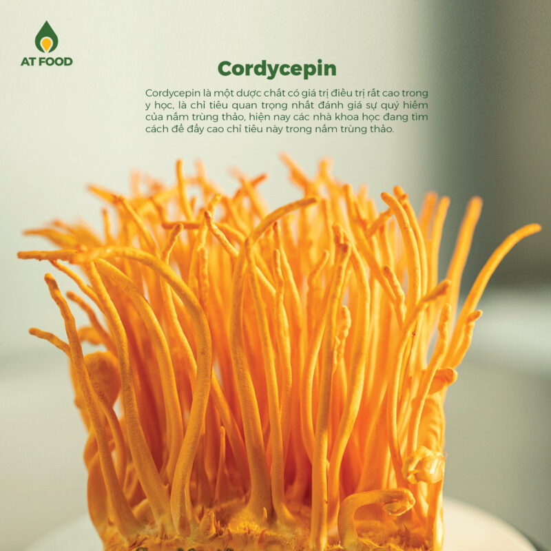 Cordycepin (3’deoxy adenosine):