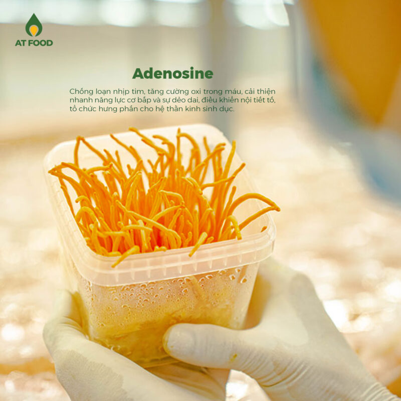 Adenosine là một loại đường tham gia cấu thành nên DNA